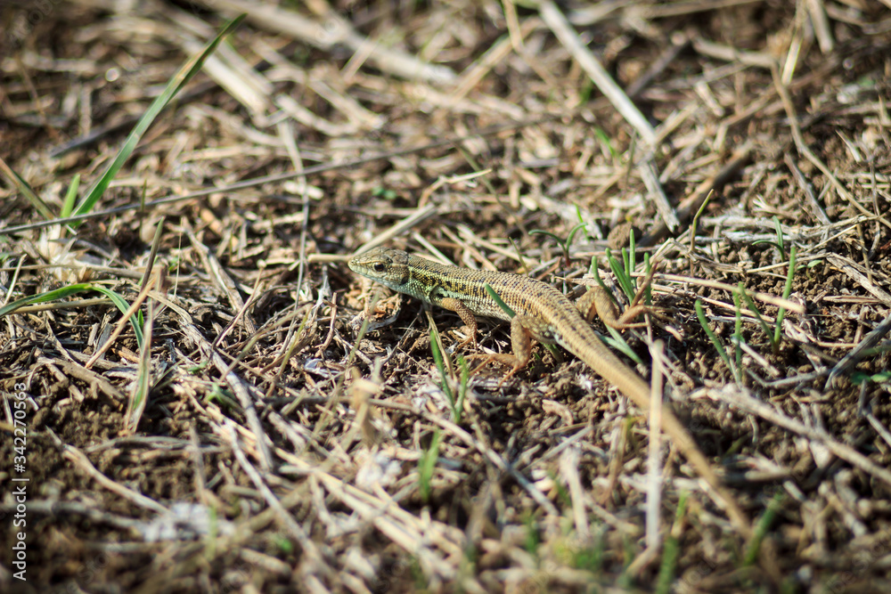 Little green lizard (Lacerta viridis) on bushes. Close up lizard in nature. Little green lizard (Lacerta viridis) on bushes. Close up lizard in nature.