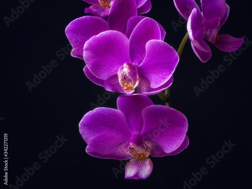 Blossom orchid flower closeup