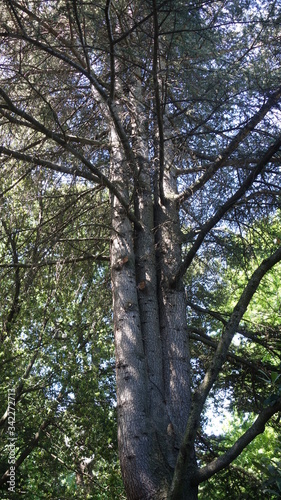 Tree of three tree trunks