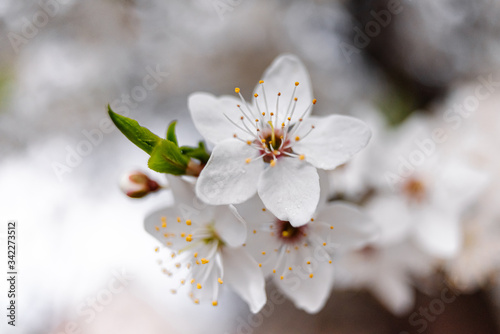 Spring apricots flowers background beautiful white branches of blooming apricots in the spring in the background blue sky. Apricot tree branch with flowers. Blooming tree branch with white flowers.