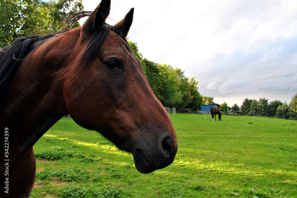 Fototapeta premium Caballo