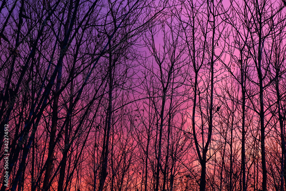 Beautiful sky when sunset with silhouette tree. Twilight sky. Beautiful sky when sunset with silhouette tree. Twilight sky.