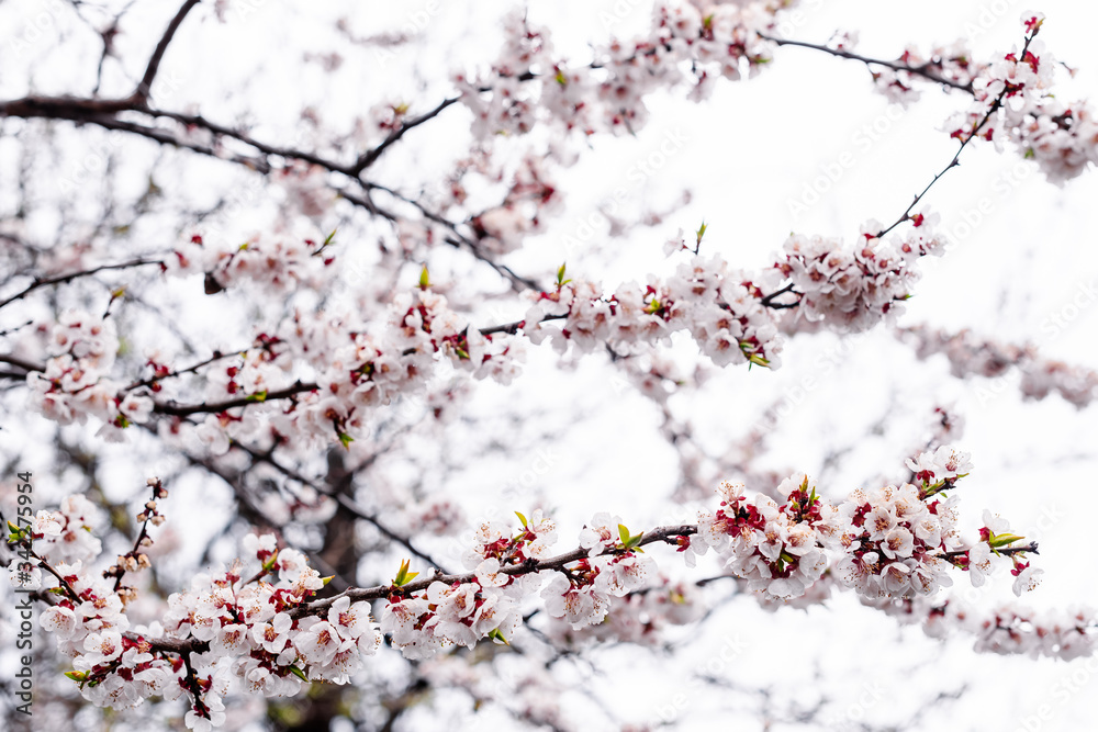 Spring pear flowers background, beautiful white branches of a blooming pear in the spring in the background blue sky. Pear tree branch with flowers. Blooming tree branch with white flowers. Spring pear flowers background, beautiful white branches of a blooming pear in the spring in the background blue sky. Pear tree branch with flowers. Blooming tree branch with white flowers.