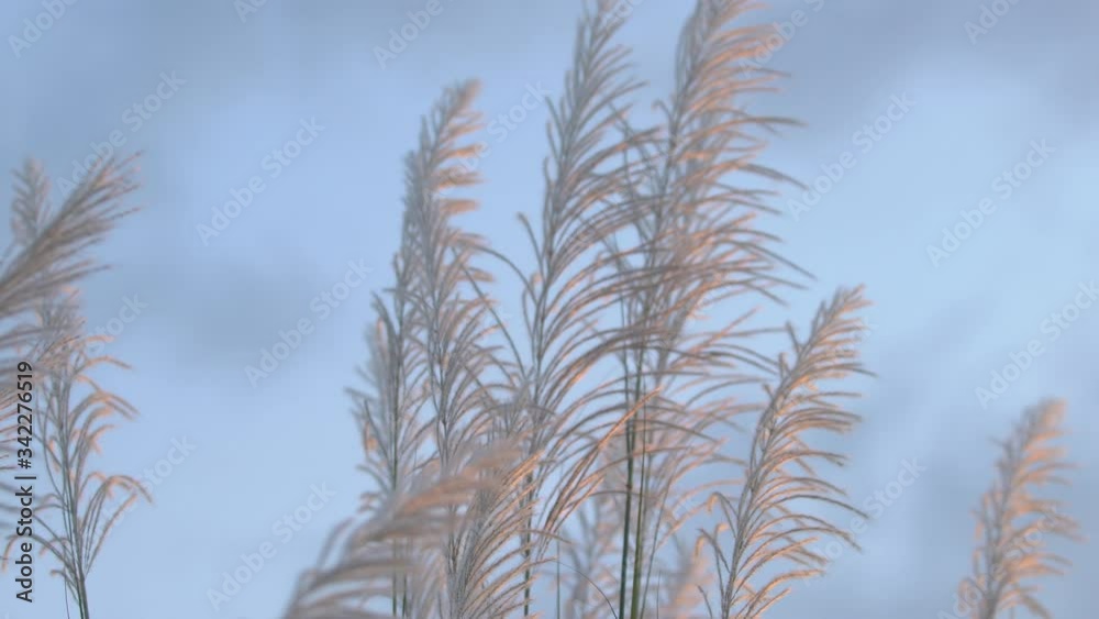 Serene reed flower field under vanilla sky, sunset sky in the evening Serene reed flower field under vanilla sky, sunset sky in the evening