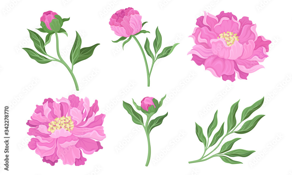 Peony Flowering Plant with Leaves and Showy Petals Vector Set
