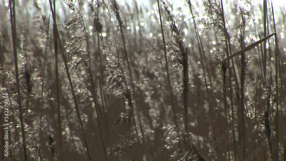 Water birds swimming with reeds in foreground Water birds swimming with reeds in foreground