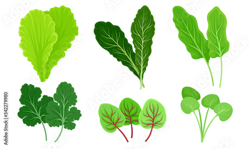 Green Leafy Vegetables with Lettuce and Sorrel Leaves Vector Set