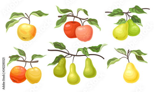 Ripe Apples and Pears Fruits Hanging on Branches with Veined Leaves Vector Set