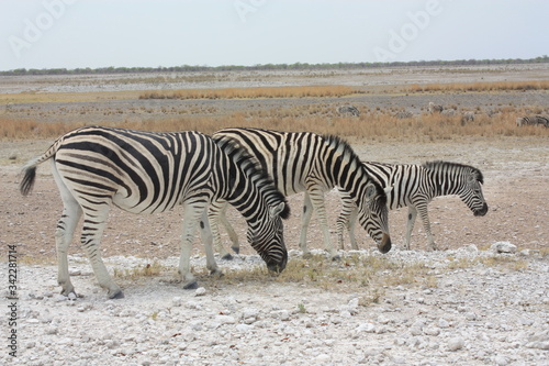 Z  bres Etosha National Park Namibie