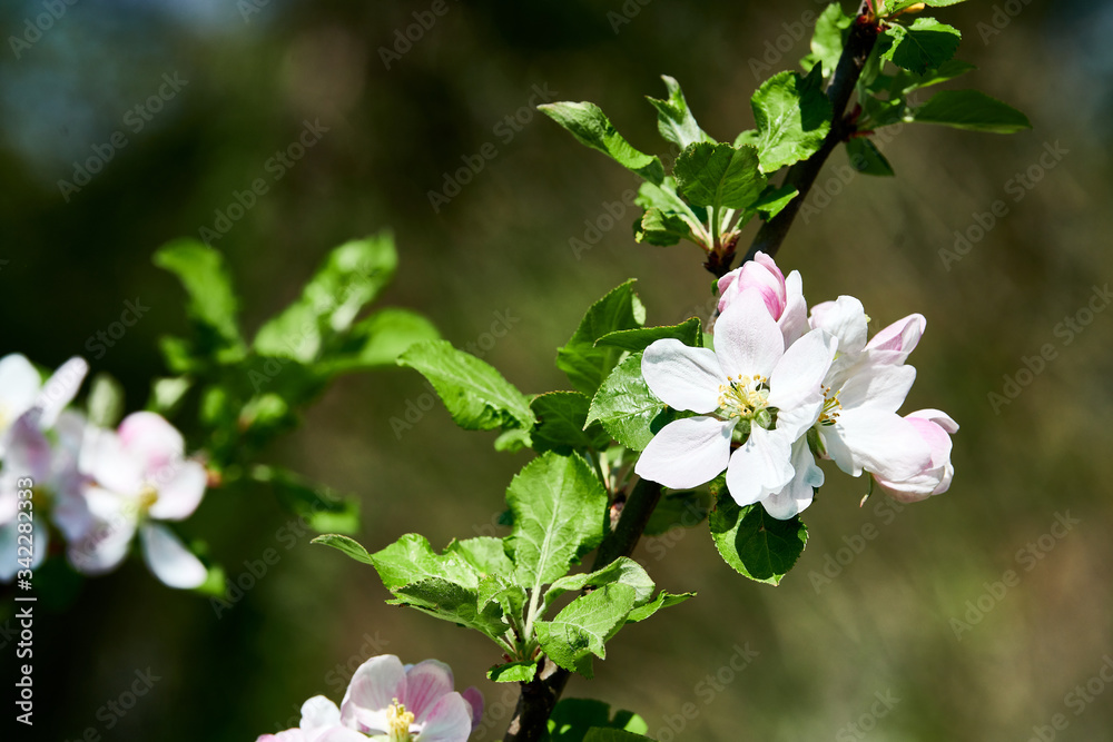 Apfelbaum Blüten Sommer Frühling blüht im Garten Wiese