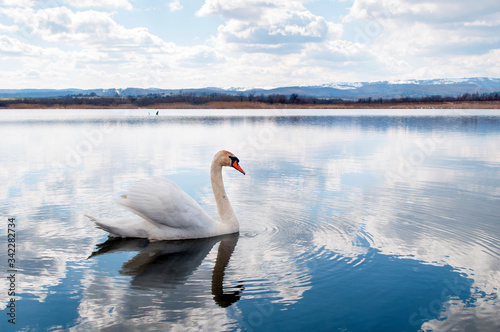 White majestic swan floating in front of water ripples.A beautiful swan in the middle of the water against the background of white clouds and distant mountains in the snow