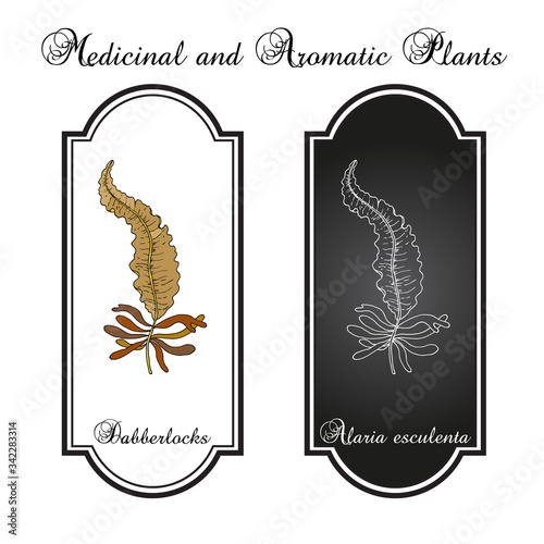Dabberlocks Alaria esculenta , edible seaweed