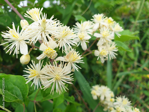 White flowers of Clematis or Clematis vitalba on a bush.