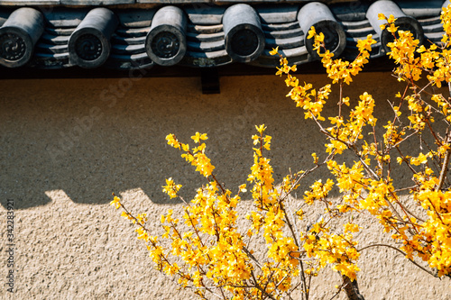 Japanese traditional wall with yellow forsythia flowers in Nara, Japan photo