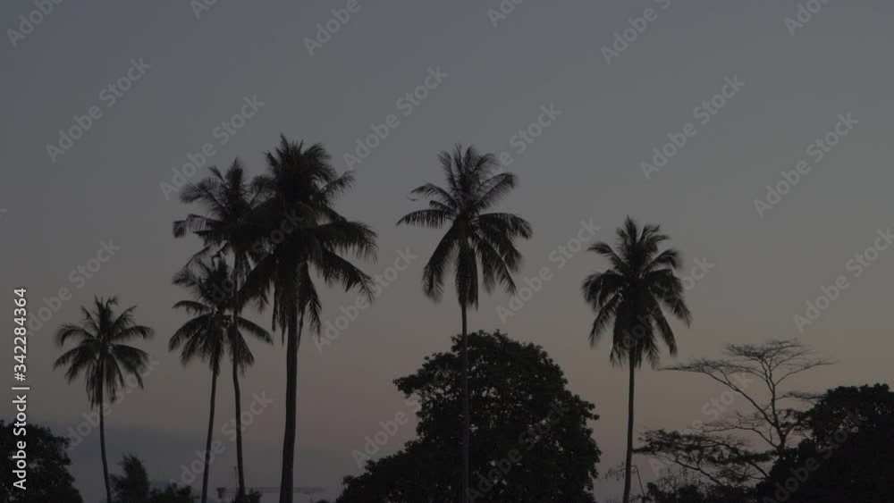 lonely bird flies over palm trees at dusk lonely bird flies over palm trees at dusk