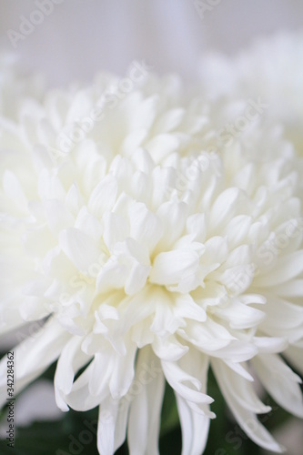 huge white flower close-up