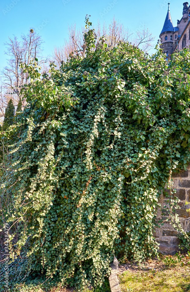 Large green climber covers an old wall.