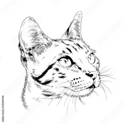 Fototapeta Naklejka Na Ścianę i Meble -  pedigree cat drawn in ink by hand on a white background