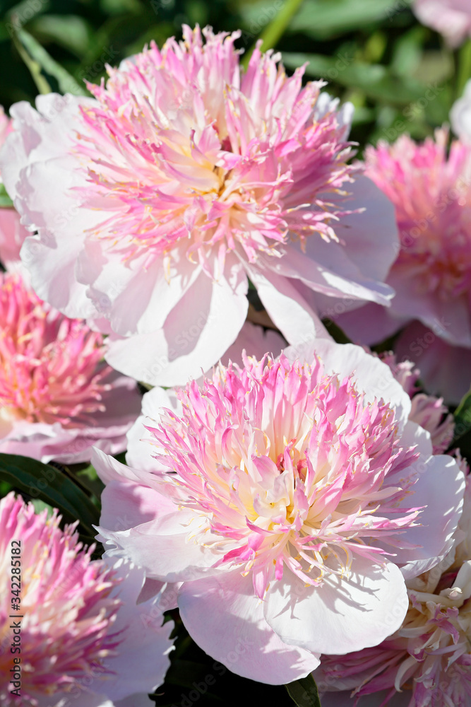 Obraz premium Several blooming pink peonies close-up