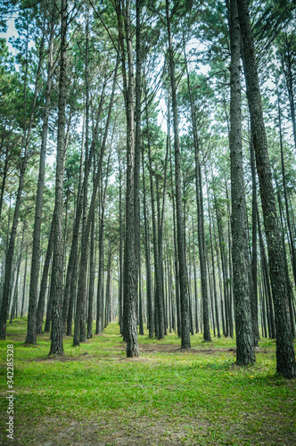 pine tree forest landscape