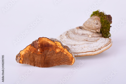 Fomes fomentarius is a mushroom, which grows at different trees, this one was picked up from a birch tree and is used in herbal medicine. It is an edible fungus Woodsfailing isolated on white