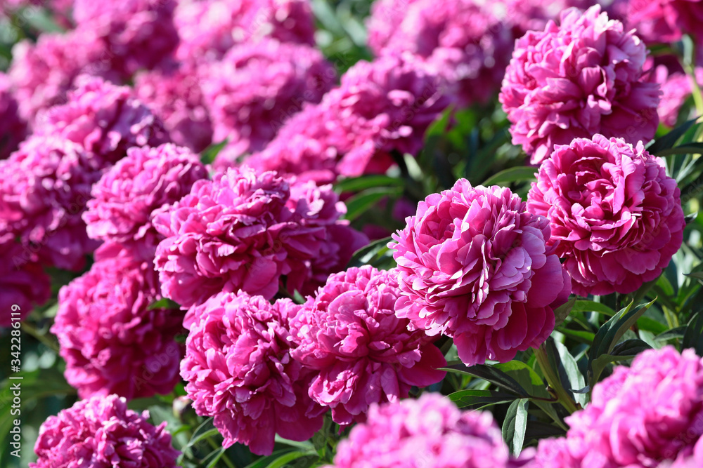 Several blooming raspberry peonies close-up Several blooming raspberry peonies close-up