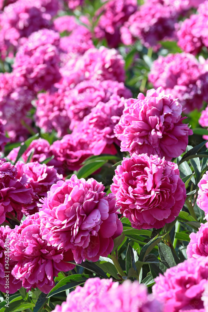 Several blooming raspberry peonies close-up Several blooming raspberry peonies close-up