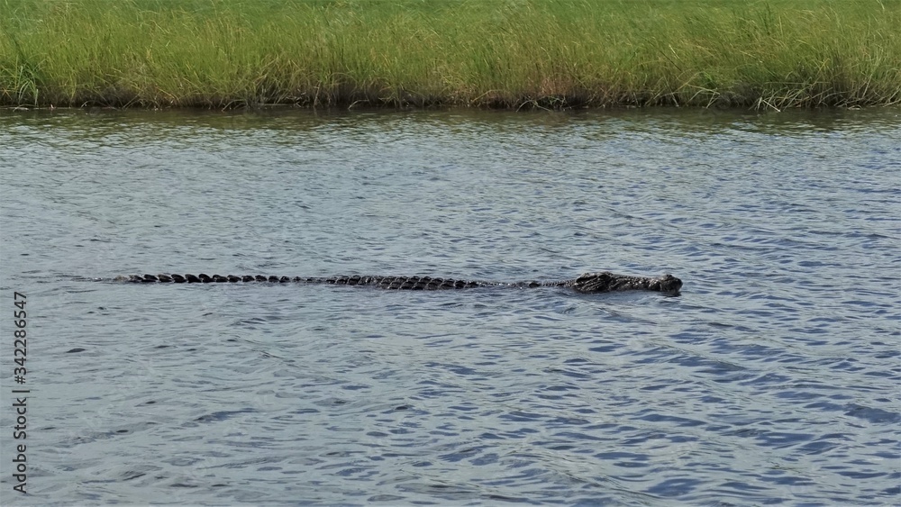 Botswana. A large and dangerous crocodile swims along a calm river. The riverbank is covered with green grass. Botswana. A large and dangerous crocodile swims along a calm river. The riverbank is covered with green grass.