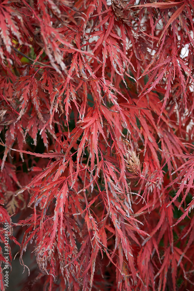 Acer palmatum dissectum