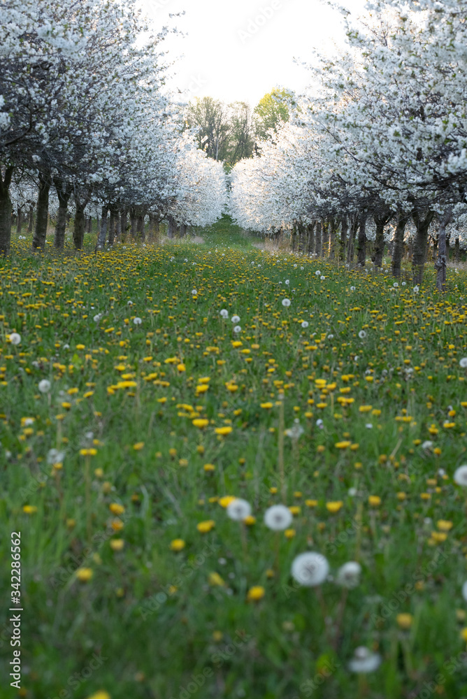 Kirschplantage