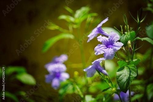 Fototapeta Naklejka Na Ścianę i Meble -  blue iris flower