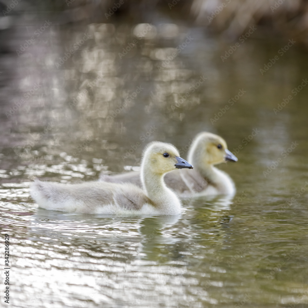 Canada Goose Goslings Swimming. Palo Alto, California, USA.

