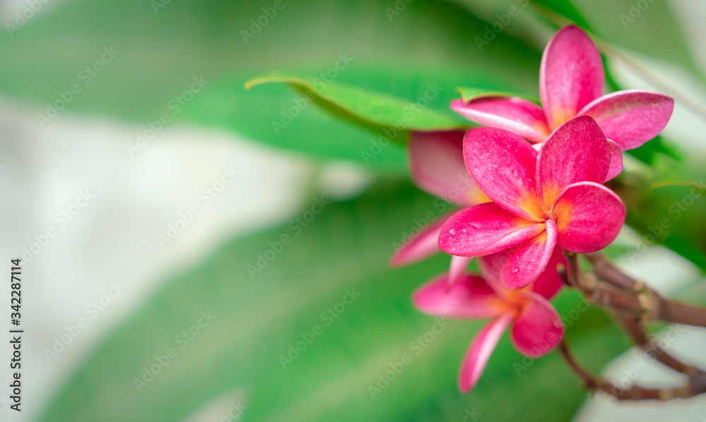Red plumeria flowers with soft background. Red plumeria flowers with soft background.