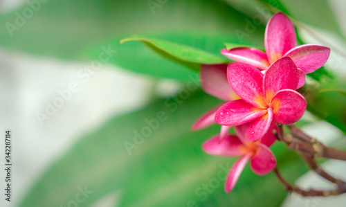 Red plumeria flowers with soft background.