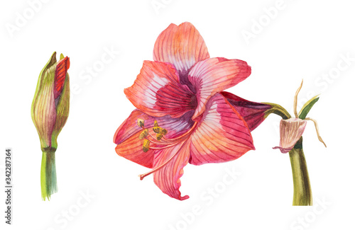 Watercolor macro red flower blooming Amaryllis bud and head on white isolated background