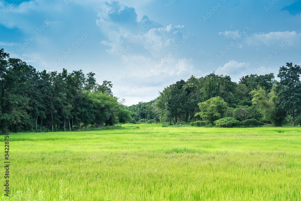 farm rice landscape and clouds sky