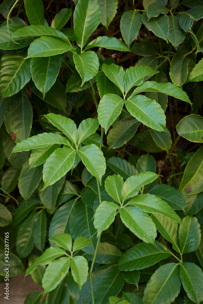 Tetrastigma voinierianum Tetrastigma voinierianum