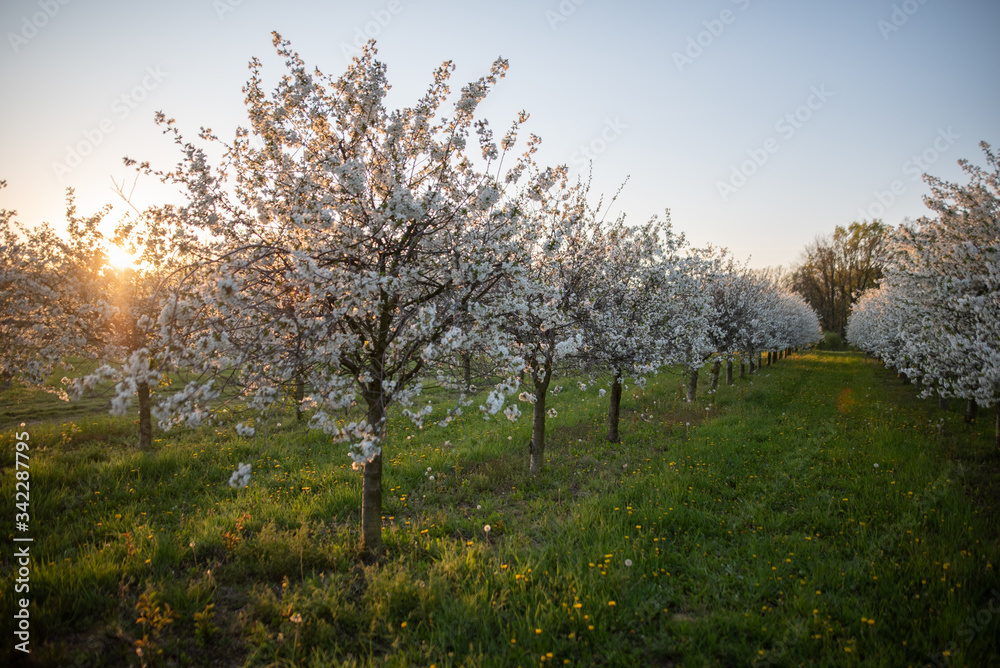 Kirschplantage