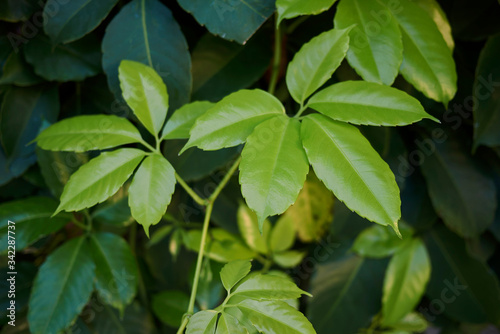 Tetrastigma voinierianum