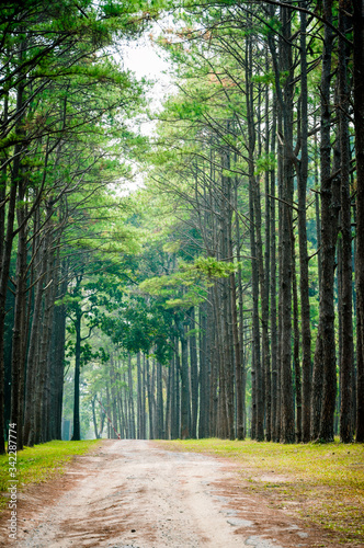 path and pine tree forest landscape