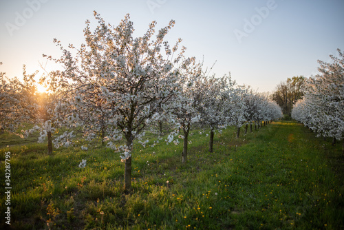 Kirschplantage