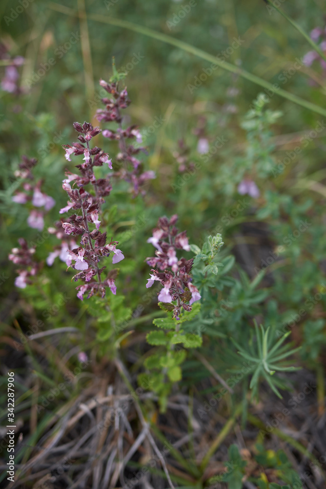 Teucrium chamaedrys Teucrium chamaedrys