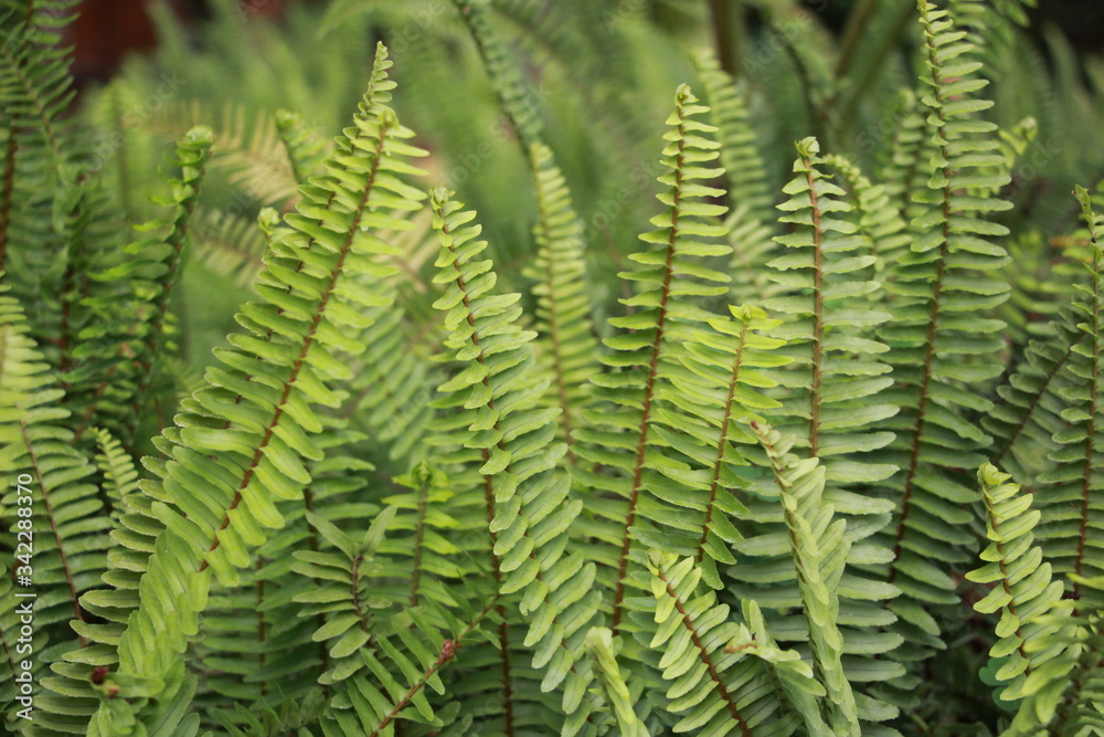 green fern leaves in the forest