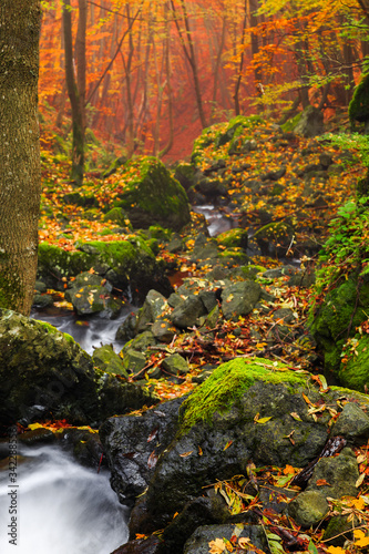 Stream flowing over mossy rocks in autumn forest