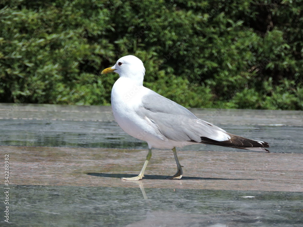 seagull on a rock seagull on a rock