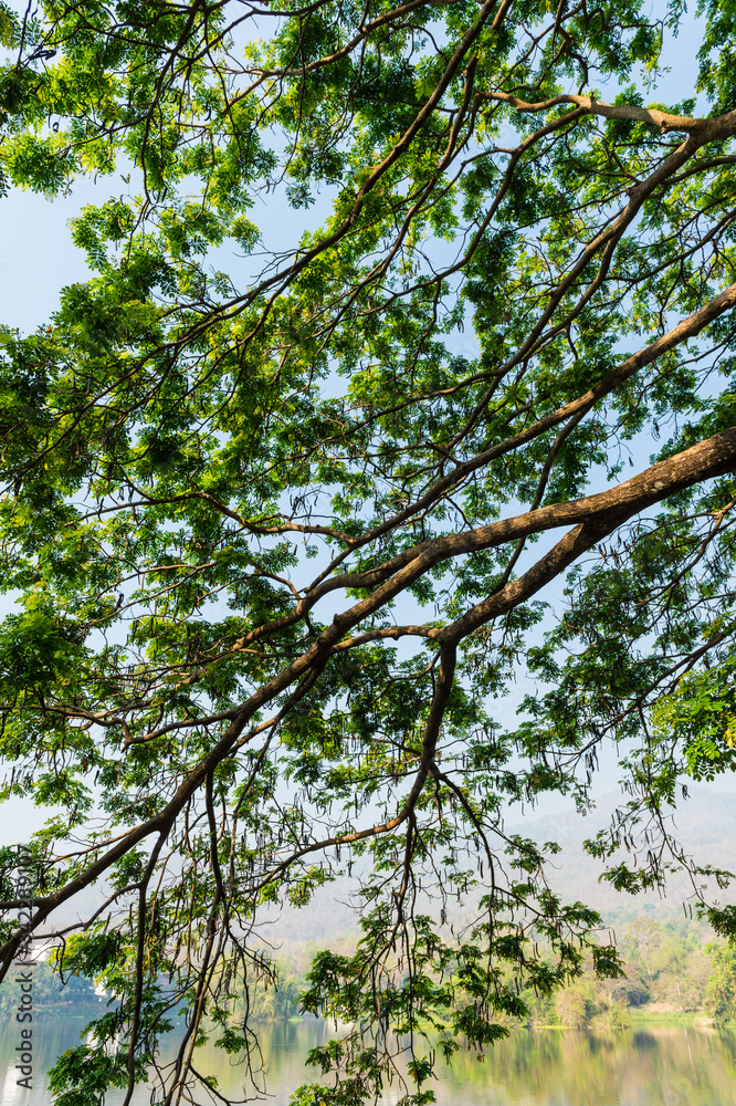 Fototapeta premium Bough of Tree Pattern Background