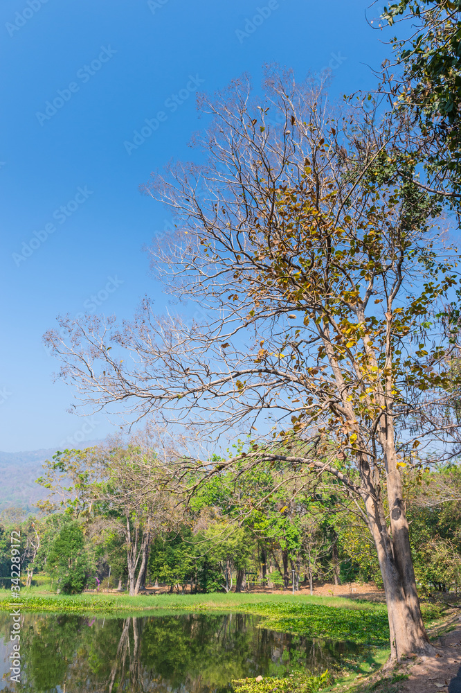 Fototapeta premium Pond and Tree Forest Landscape