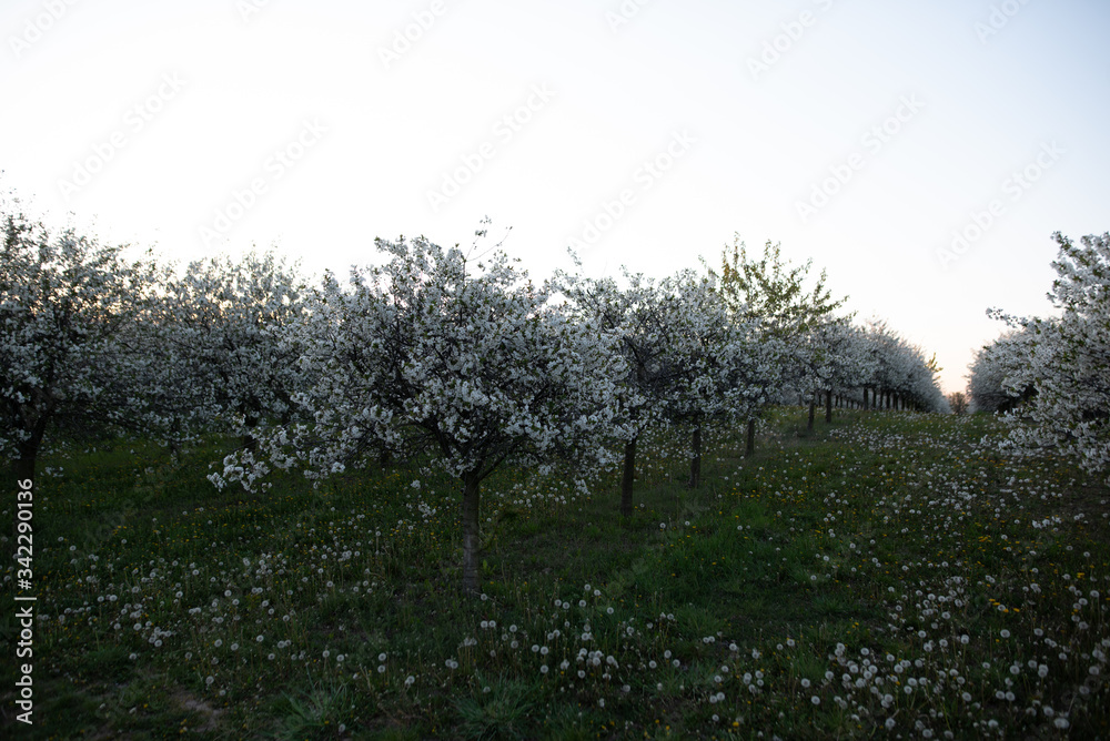 Kirschplantage