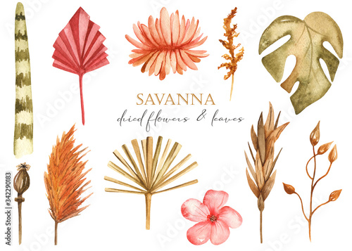 Watercolor set with savannah dried flowers  monster  pampas  stems  leaves