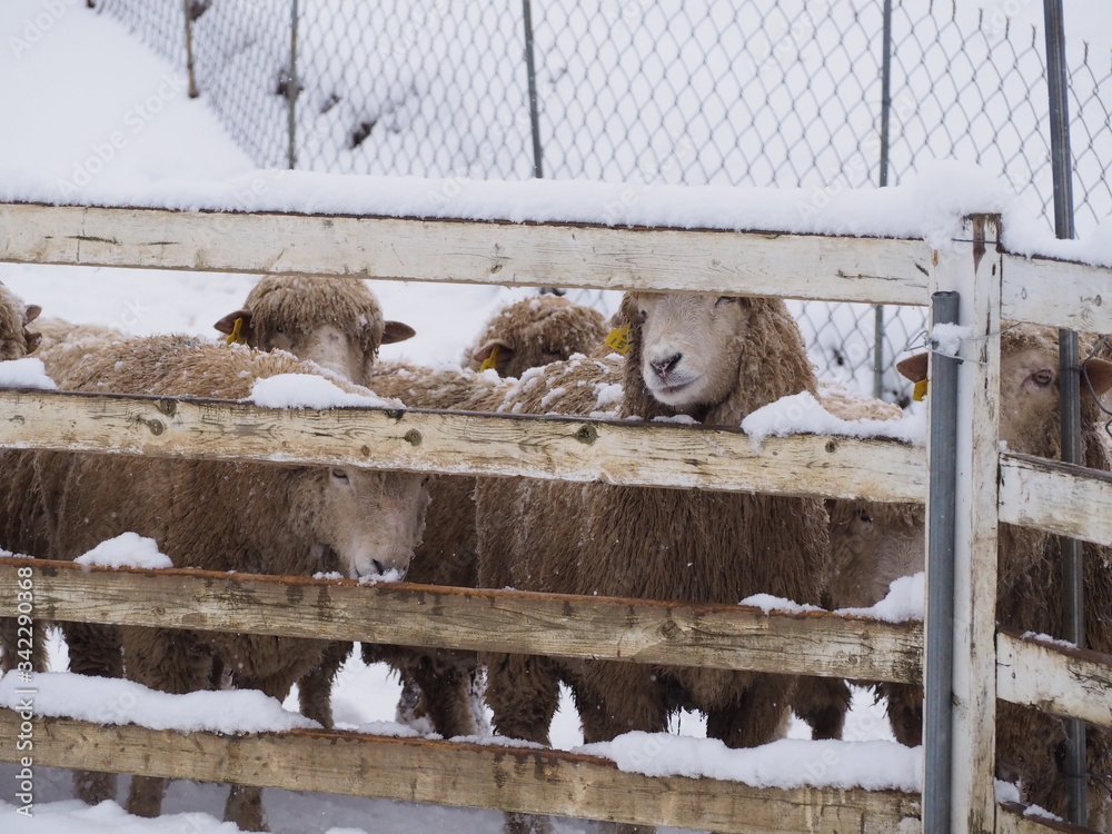 Φωτογραφία Pyeongchang, Gangwon-do, South Korea - Daegwallyeong Yangtte Farm with heavy snowfall